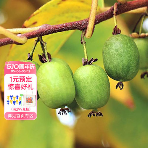海蒂的花园旗舰店软枣猕猴桃多年生藤本植物爬藤果树水果苗盆栽苗