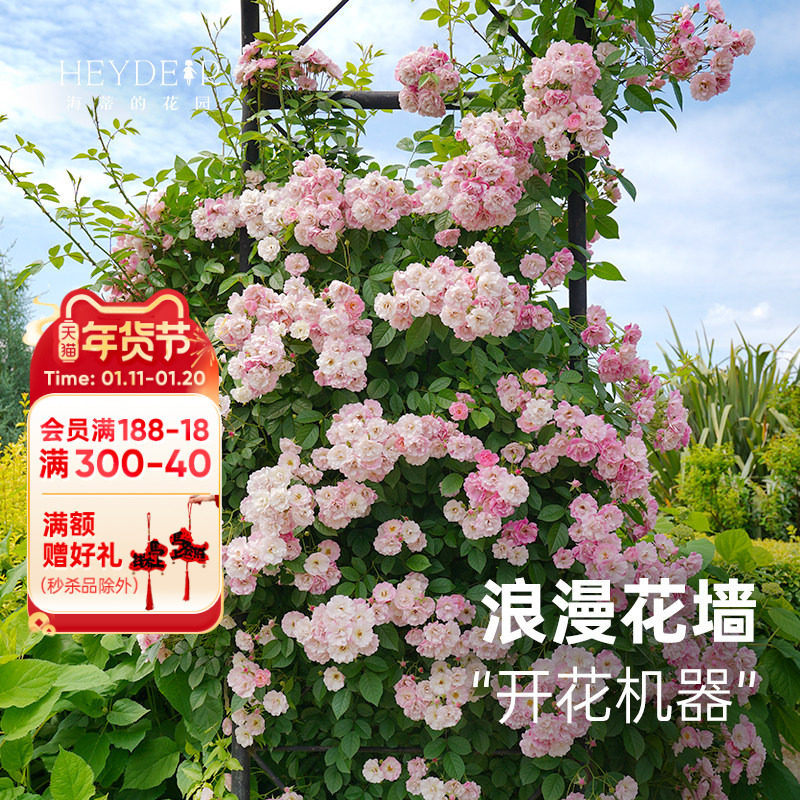 海蒂的花园 苹果花爬藤月季春季花量大颜色美庭院花卉植物盆栽苗,鲜花速递/花卉仿真/绿植园艺,月季/蔷薇/玫瑰,淘宝优惠券,粉丝福利购,淘宝优惠卷