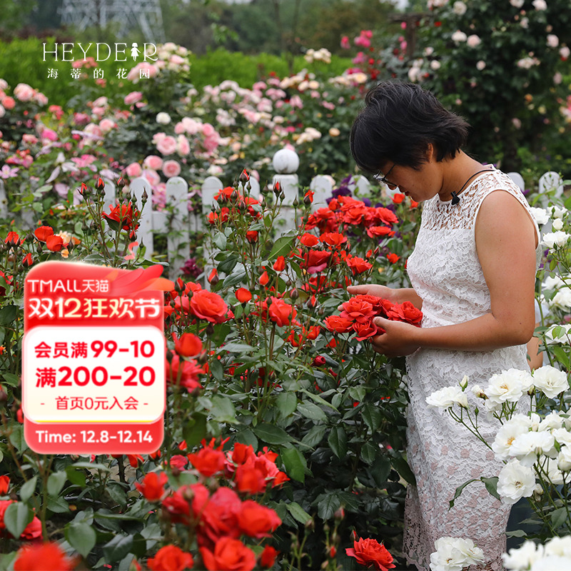 海蒂的花园巧克力玫瑰灌木月季