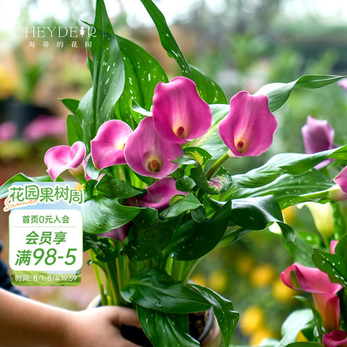多年生庭院彩色马蹄莲海蒂的花园