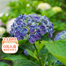 海蒂 爆米花大花绣球阳台庭院好养耐寒木本花卉植物盆栽苗 花园