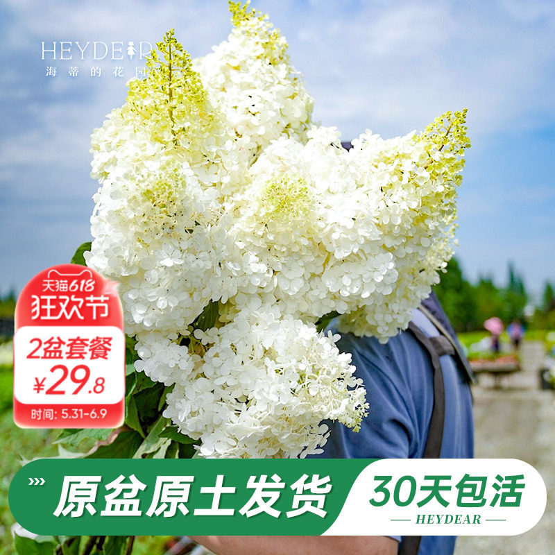 海蒂的花园旗舰店圆锥绣球花卉盆栽石灰灯庭院绿植耐寒耐热植物苗