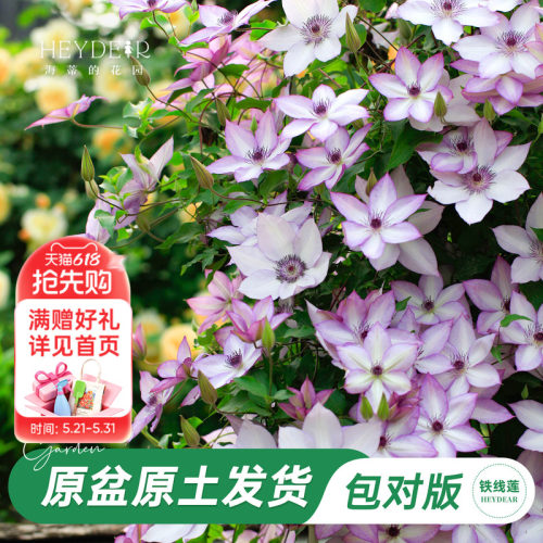 海蒂的花园旗舰店铁线莲苗花园阳台花卉铁线莲花柱盆栽苗庭院可种
