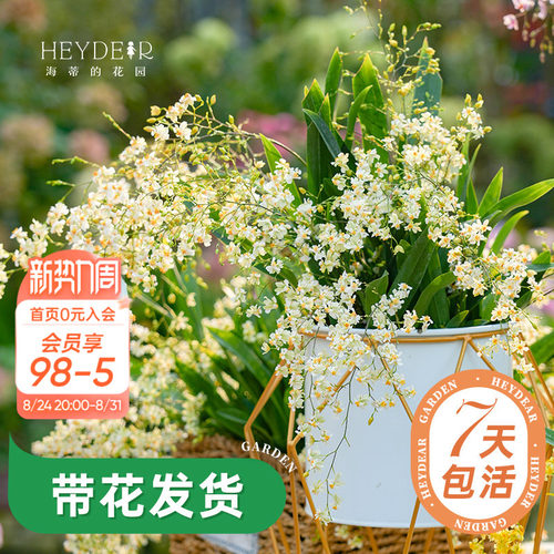 梦香文心兰室内开花香气四溢