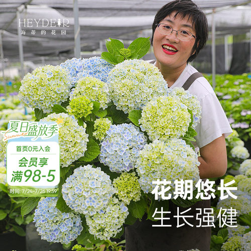 小众品种大花绣球不易撞款