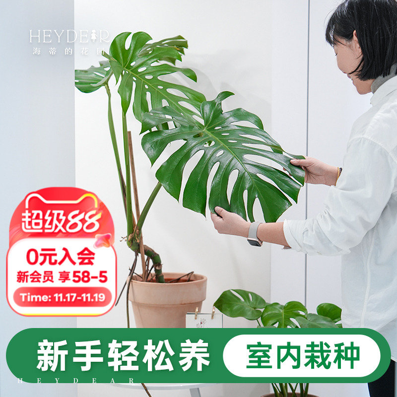 室内观叶绿植新手易养