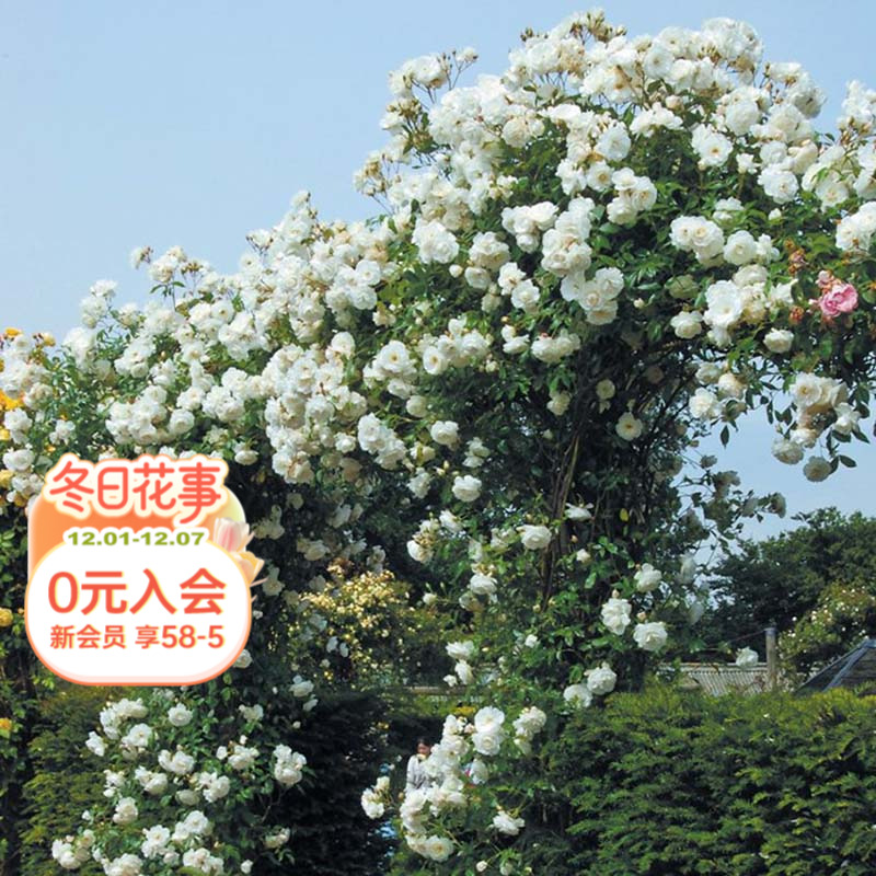 海蒂的花园爬藤月季拱门花柱植物