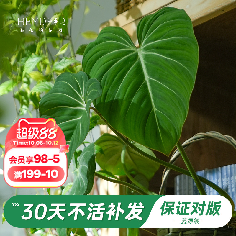 海蒂的花园旗舰店荣耀蔓绿绒花卉植物室内花办公室桌面绿植盆栽