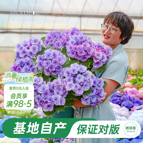 海妈家新品大花绣球数量有限