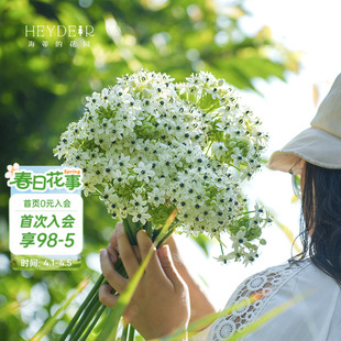 花园旗舰店虎眼万年青种球切花球根庭院盆栽花卉植物预售 海蒂