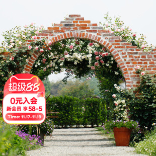 照片取自花园实景 家庭园艺设计植物搭配种植 海蒂 花园