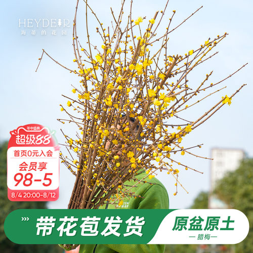 海蒂的花园腊梅花苗易活好养