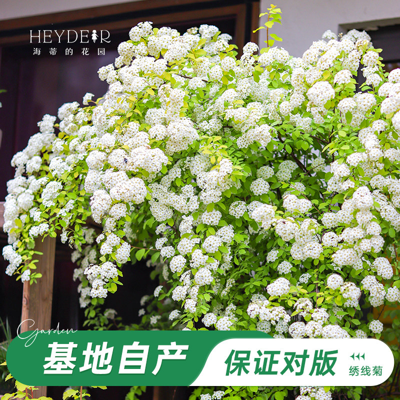 海妈家耐寒花灌木北方露天过冬图片