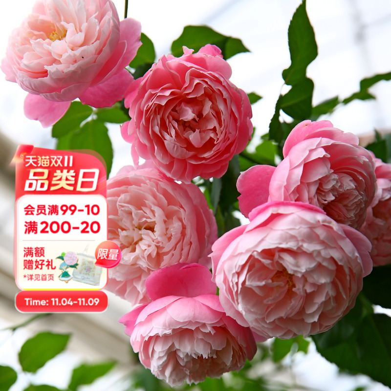 海蒂的花园羽毛月季耐热阳台庭院