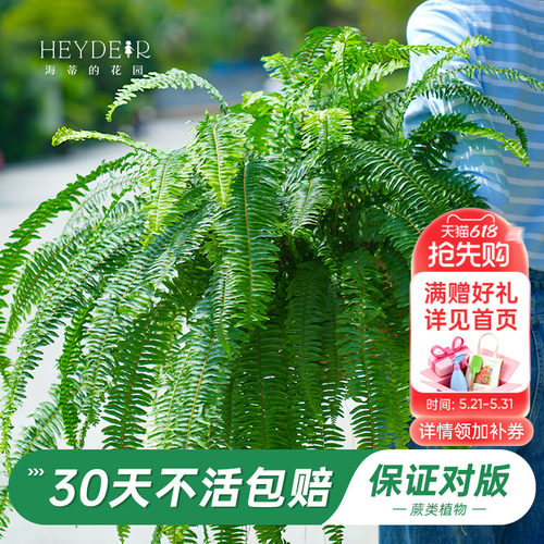 海妈家绿植盆栽办公室桌面植物