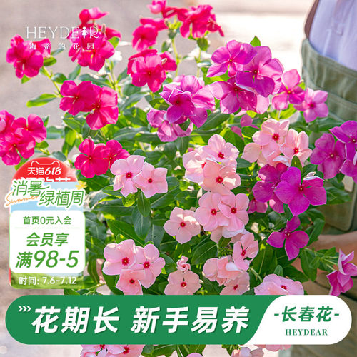 长春花盆栽带花苞发货