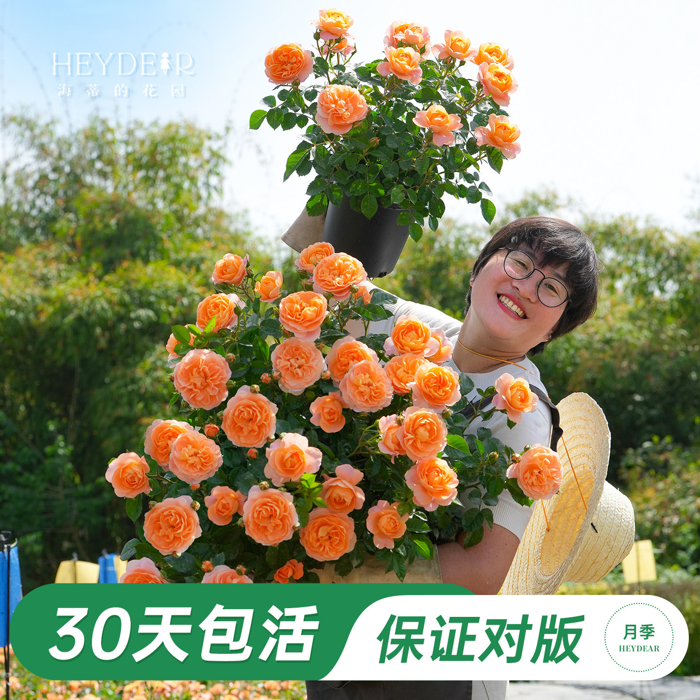 品牌优选月季基地露天养护图片