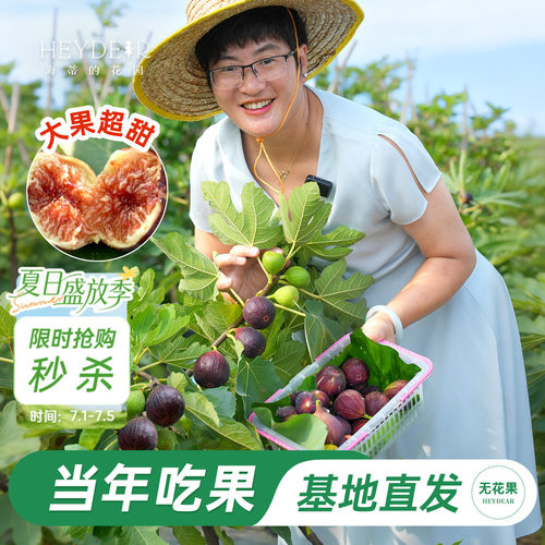 基地自产无花果苗保证对版