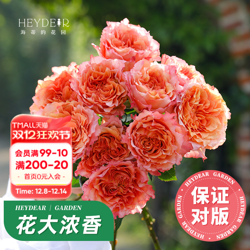 自产月季花苗7天保活包对版