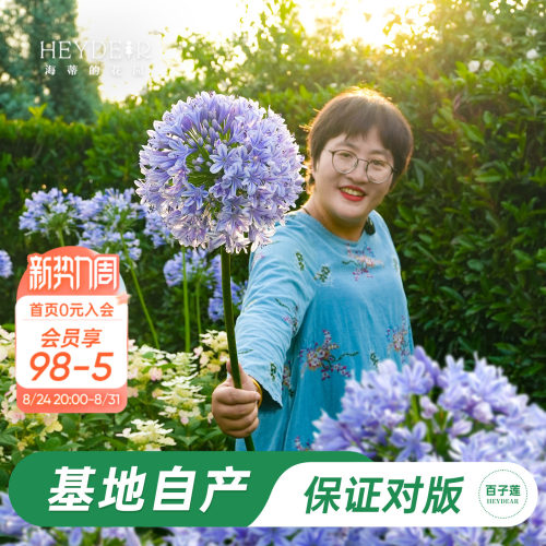 草本植物花箭挺立花朵如球