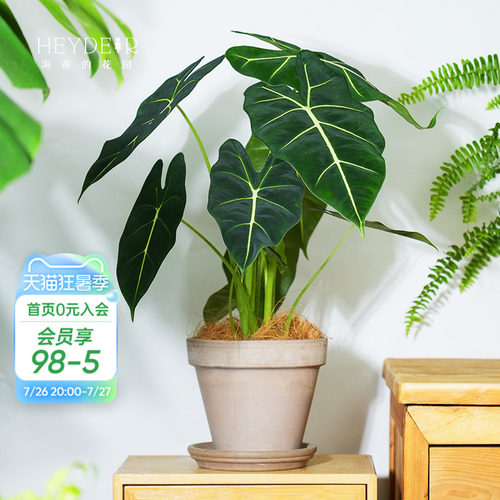 【小红书10万人推荐】绿植海芋