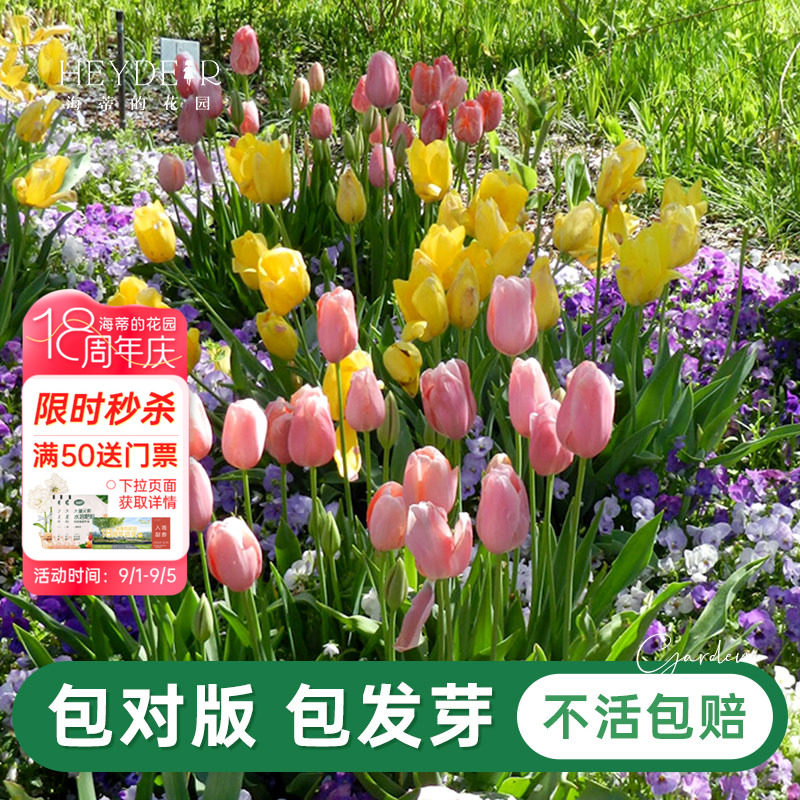 郁金香自然球春季开花球根花卉图片