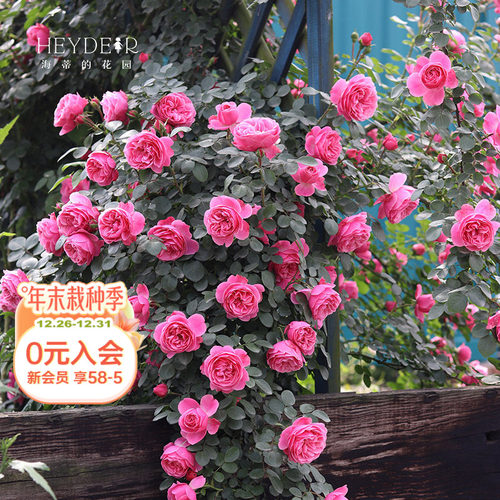 海蒂的花园粉色达芬奇藤本月季