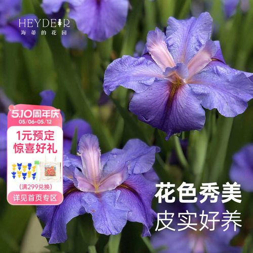 路易斯安娜鸢尾多年生耐寒花卉