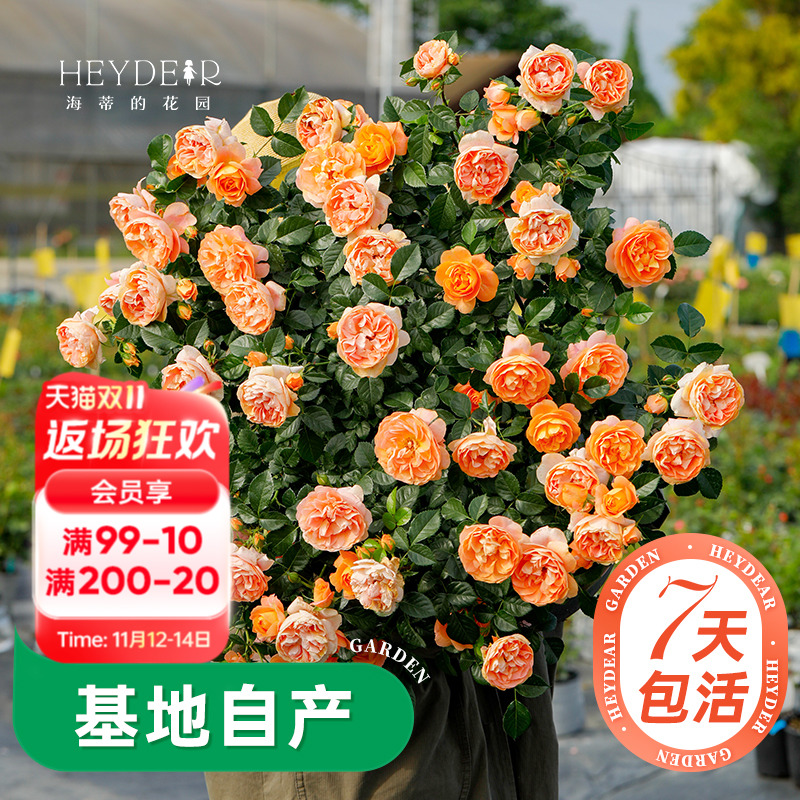 海蒂的花园月季多季开花带苞发货