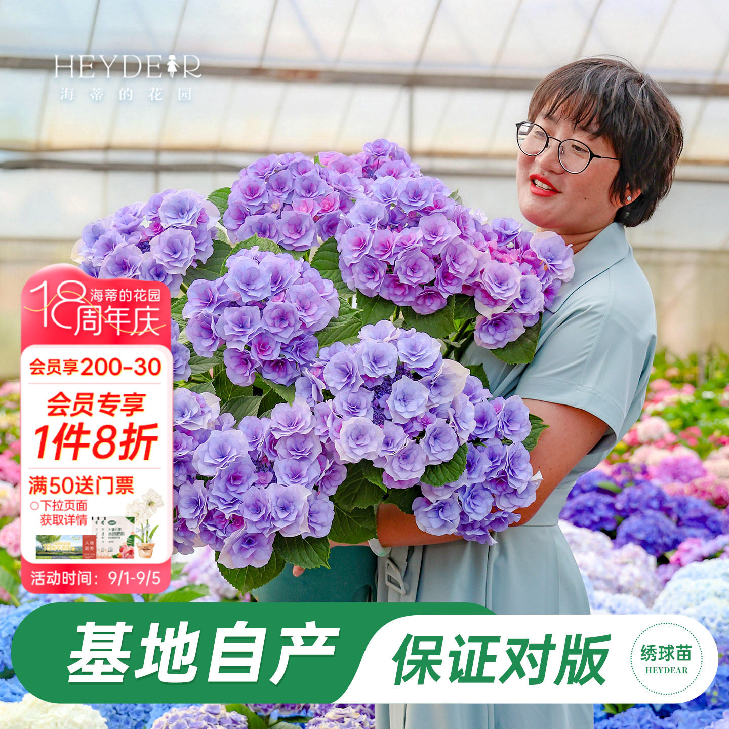 海妈家新品大花绣球数量有限图片