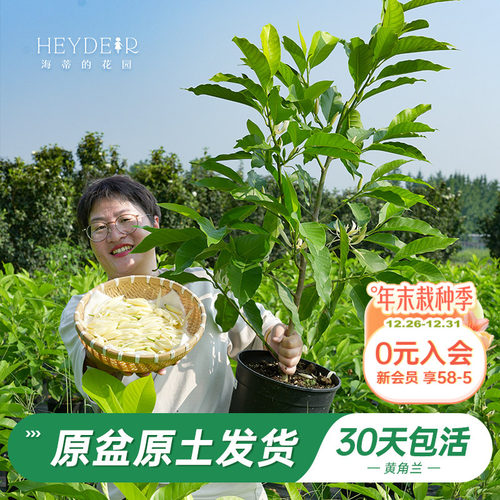 多季开花灌木清新雅致香气袭人
