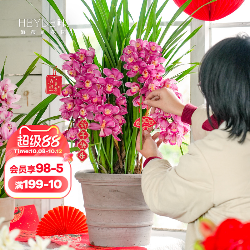 海蒂的花园墨兰杂交兰室内花卉