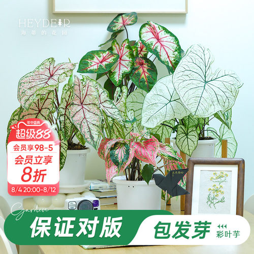 海蒂彩叶芋办公室桌面