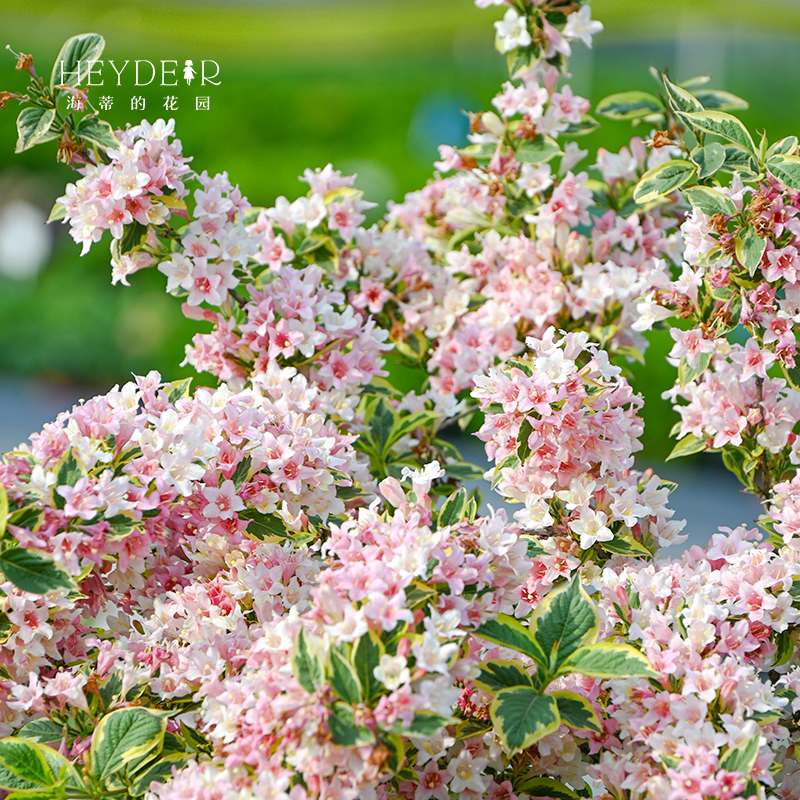 海蒂的花园锦带春季露台花卉植物