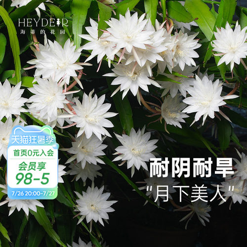 海蒂的花园昙花多年生好养花卉