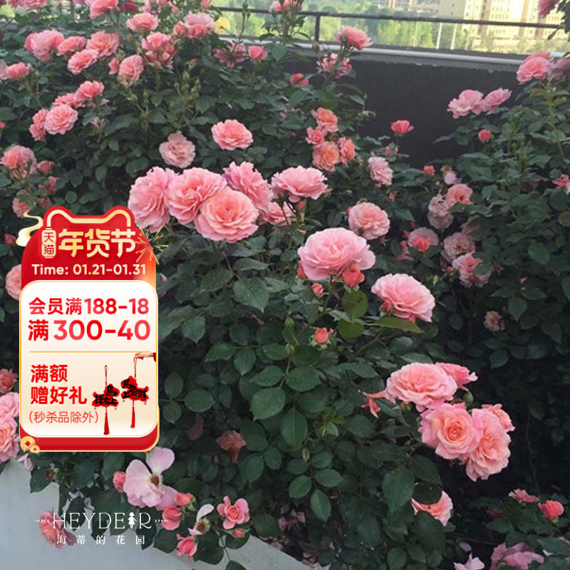 海蒂的花园 波提雪莉直立月季四季勤花抗病阳台花卉植物盆栽花苗,鲜花速递/花卉仿真/绿植园艺,月季/蔷薇/玫瑰,淘宝优惠券,粉丝福利购,淘宝优惠卷