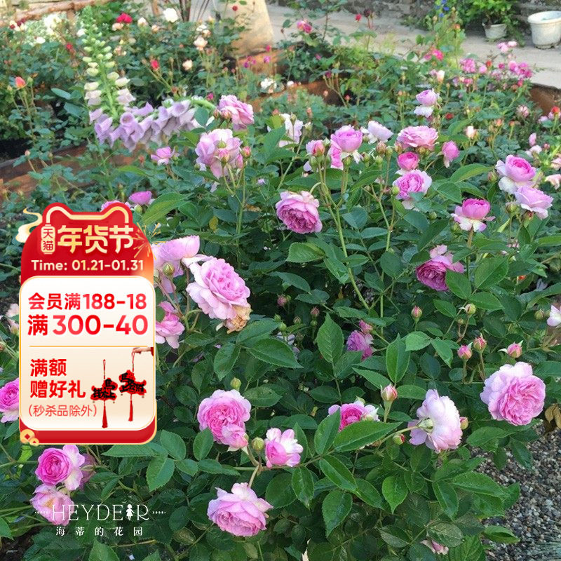 海蒂的花园 玛姬婶婶微型月季阳台庭院多季开花好养花卉植物盆栽,鲜花速递/花卉仿真/绿植园艺,月季/蔷薇/玫瑰,淘宝优惠券,粉丝福利购,淘宝优惠卷