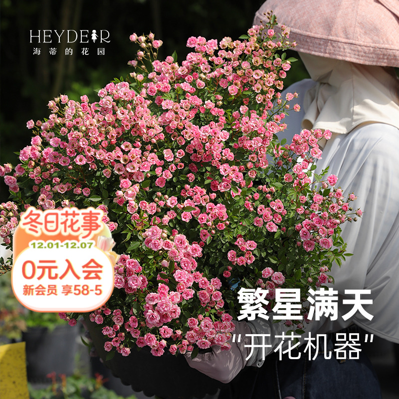 丰花灌木月季花量大花期长