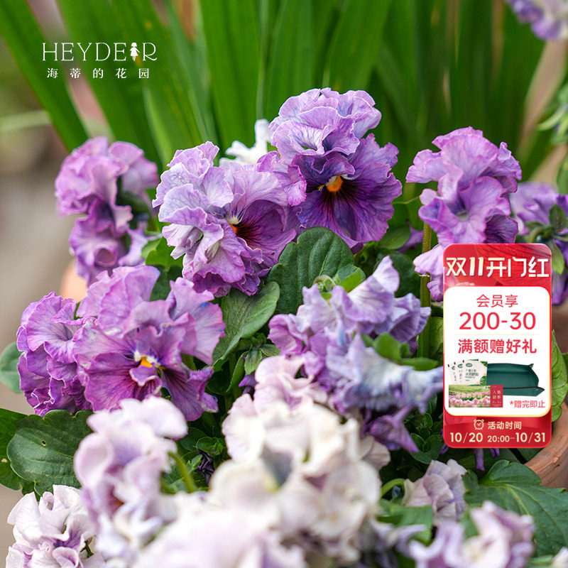 海蒂的花园旗舰店角堇花苗带花盆栽庭院阳台花卉绿植冬季开花植物