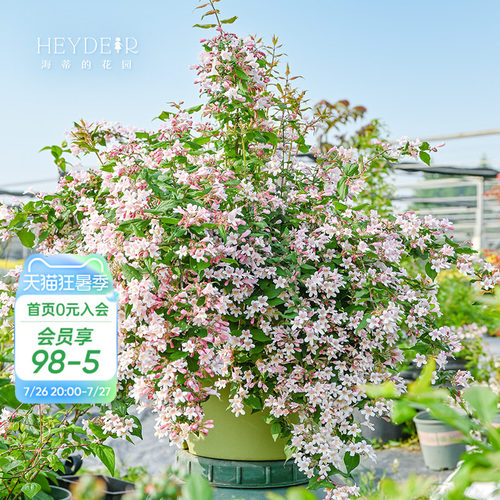 海蒂的花园花卉灌木春季开花