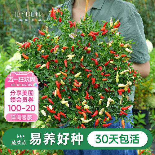 水果黄瓜辣椒家庭阳台种植盆栽苗