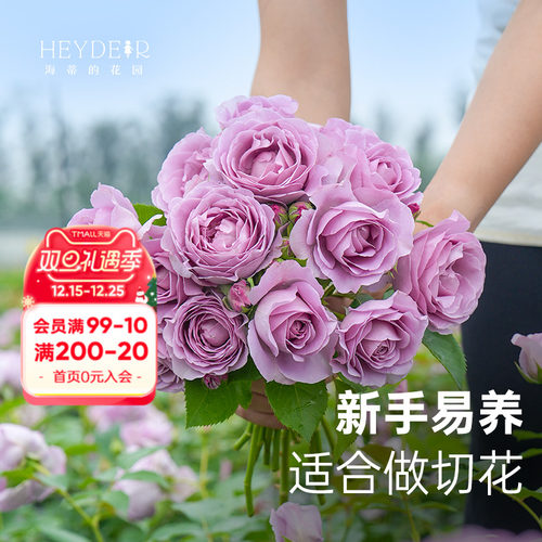 果汁月季海蒂的花园适合新手