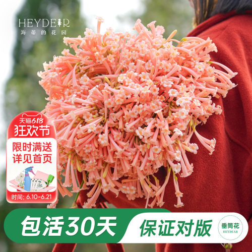 海妈家冬季开花球根花卉植物