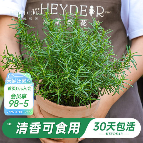 迷迭香盆栽易活好养品牌保障
