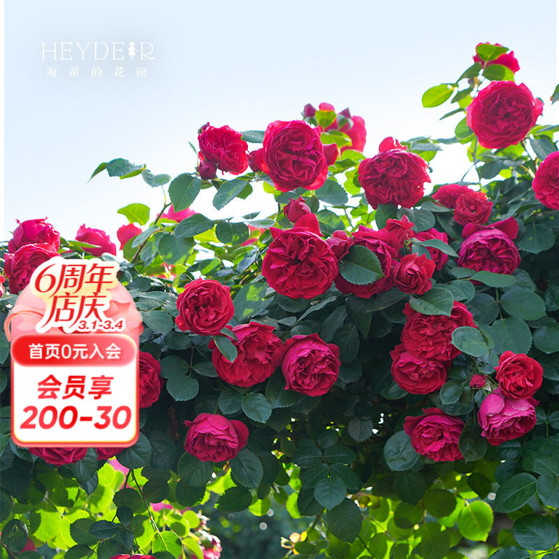 ���ٵĻ�԰�콢�������¼������׵��Ȼ�ǽ�����ٱ���������ֲ����