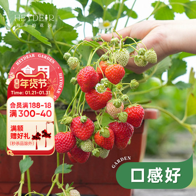 基地自产草莓苗安全可口