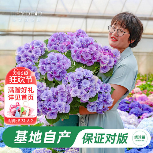 海妈家新品大花绣球数量有限