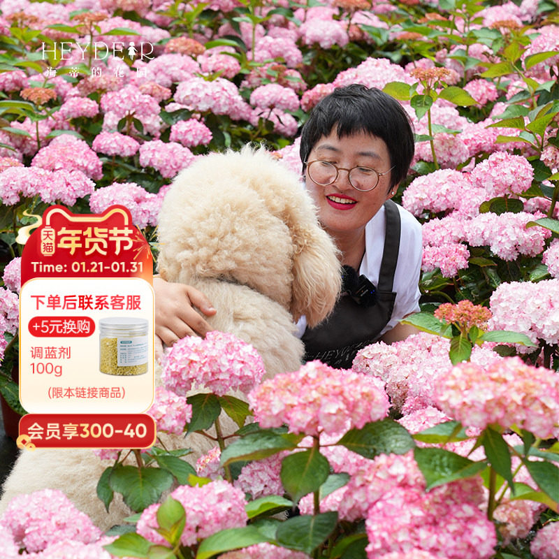 海蒂的花园旗舰店恋物语阳台庭院重瓣大花绣球花卉盆栽植物花苗,鲜花速递/花卉仿真/绿植园艺,绣球/木绣球/木本植物,淘宝优惠券,粉丝福利购,淘宝优惠卷