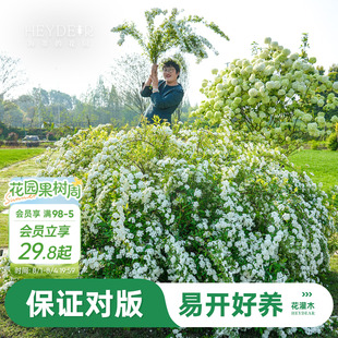 海蒂的花园官方旗舰店耐热耐寒花灌木春季开花植物北方地区露天种
