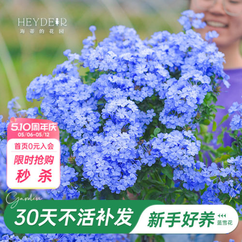 海蒂阳台蓝雪花海蒂的花园